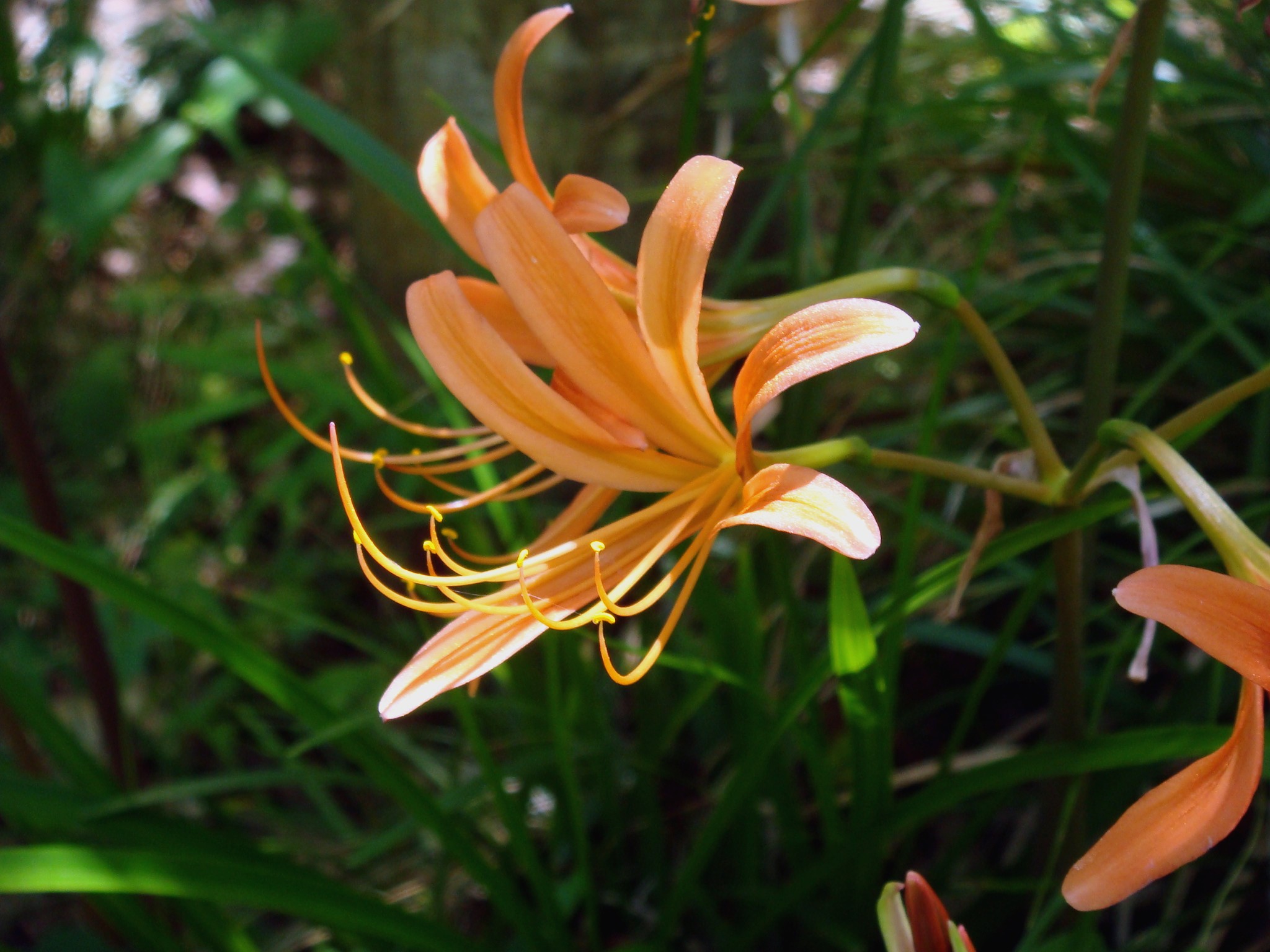 Lycoris sanguinea Maximovicz var. kiushiana (Makino) T. Koyama